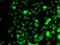 SECIS Binding Protein 2 antibody, orb373463, Biorbyt, Immunofluorescence image 