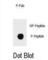 Inhibitor Of Nuclear Factor Kappa B Kinase Subunit Beta antibody, abx032154, Abbexa, Western Blot image 