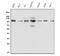 Itchy E3 Ubiquitin Protein Ligase antibody, A00195-1, Boster Biological Technology, Western Blot image 