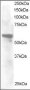 Annexin A11 antibody, orb88420, Biorbyt, Western Blot image 