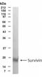 Baculoviral IAP Repeat Containing 5 antibody, TA336508, Origene, Western Blot image 