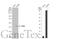 Tribbles Pseudokinase 3 antibody, GTX113991, GeneTex, Western Blot image 