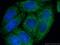 Nuclear Transport Factor 2 antibody, 66063-1-Ig, Proteintech Group, Immunofluorescence image 