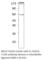 SRY-Box 10 antibody, SOX10-101AP, FabGennix, Western Blot image 