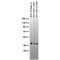 SH3 Domain Containing GRB2 Like 1, Endophilin A2 antibody, 73-049, Antibodies Incorporated, Western Blot image 