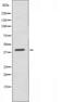 Prostaglandin D2 Receptor antibody, GTX00620, GeneTex, Western Blot image 