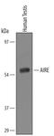 Autoimmune Regulator antibody, AF5936, R&D Systems, Western Blot image 