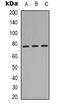 Midline 1 antibody, orb338841, Biorbyt, Western Blot image 