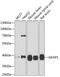 Ganglioside Induced Differentiation Associated Protein 1 antibody, GTX32623, GeneTex, Western Blot image 