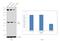 Checkpoint Kinase 1 antibody, MA1-23336, Invitrogen Antibodies, Western Blot image 