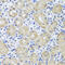 Fibroblast Growth Factor 13 antibody, 23-262, ProSci, Immunohistochemistry paraffin image 