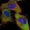 Nitrilase Family Member 2 antibody, NBP1-89486, Novus Biologicals, Immunocytochemistry image 