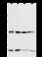 Aldehyde Dehydrogenase 18 Family Member A1 antibody, GTX02421, GeneTex, Western Blot image 