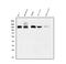 WW And C2 Domain Containing 1 antibody, A02837-2, Boster Biological Technology, Western Blot image 