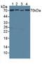 Translocase Of Outer Mitochondrial Membrane 70 antibody, abx131646, Abbexa, Western Blot image 