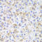 Hydroxyacid Oxidase 1 antibody, LS-B15419, Lifespan Biosciences, Immunohistochemistry frozen image 