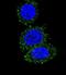 AKT Serine/Threonine Kinase 2 antibody, LS-C156232, Lifespan Biosciences, Immunofluorescence image 