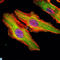 Matrilin 1 antibody, LS-C812694, Lifespan Biosciences, Immunofluorescence image 