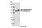 Cell Division Cycle 27 antibody, 12530S, Cell Signaling Technology, Western Blot image 