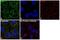 Eukaryotic Translation Initiation Factor 3 Subunit A antibody, PA5-17212, Invitrogen Antibodies, Immunofluorescence image 