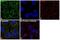 Eukaryotic Translation Initiation Factor 3 Subunit A antibody, PA5-17212, Invitrogen Antibodies, Immunofluorescence image 