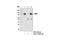 EWS RNA Binding Protein 1 antibody, 11910S, Cell Signaling Technology, Immunoprecipitation image 