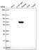 Component Of Oligomeric Golgi Complex 7 antibody, NBP2-56614, Novus Biologicals, Western Blot image 