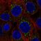 Fas Associated Factor Family Member 2 antibody, HPA073828, Atlas Antibodies, Immunocytochemistry image 