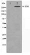 Ubiquitin Protein Ligase E3 Component N-Recognin 5 antibody, TA347485, Origene, Western Blot image 