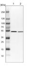 Glutaminyl-TRNA Amidotransferase Subunit QRSL1 antibody, NBP1-87992, Novus Biologicals, Western Blot image 