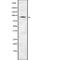 Anoctamin 1 antibody, abx148204, Abbexa, Western Blot image 