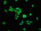 ERGIC And Golgi 2 antibody, LS-C673844, Lifespan Biosciences, Immunofluorescence image 