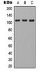 CD101 Molecule antibody, LS-C354579, Lifespan Biosciences, Western Blot image 