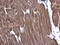 Actin Alpha Cardiac Muscle 1 antibody, GTX101900, GeneTex, Immunohistochemistry paraffin image 