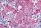 WNK1 antibody, MBS240875, MyBioSource, Immunohistochemistry frozen image 