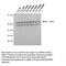 Lamin A/C mutant R482W antibody, IQ546, Immuquest, Western Blot image 