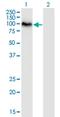 Scaffold Attachment Factor B2 antibody, H00009667-M01, Novus Biologicals, Western Blot image 