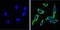 Cytochrome P450 2C11 antibody, GTX79174, GeneTex, Immunofluorescence image 