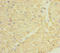 EQ-1 antibody, LS-C675654, Lifespan Biosciences, Immunohistochemistry paraffin image 