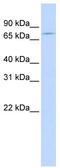 GTP Binding Protein 1 antibody, TA339224, Origene, Western Blot image 