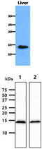 CDGSH Iron Sulfur Domain 1 antibody, MBS200238, MyBioSource, Western Blot image 