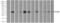 Fc Fragment Of IgG Receptor IIa antibody, NBP1-47735, Novus Biologicals, Immunoprecipitation image 