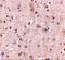 DLGAP2 antibody, A09760, Boster Biological Technology, Immunohistochemistry frozen image 