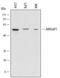 Rho GTPase Activating Protein 1 antibody, AF6407, R&D Systems, Western Blot image 