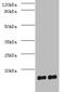Signal Recognition Particle 19 antibody, A54760-100, Epigentek, Western Blot image 