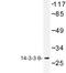 Tyrosine 3-Monooxygenase/Tryptophan 5-Monooxygenase Activation Protein Theta antibody, LS-C176847, Lifespan Biosciences, Western Blot image 