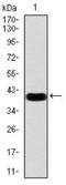 Chromobox 6 antibody, NBP2-52435, Novus Biologicals, Western Blot image 