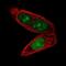 Aprataxin antibody, NBP2-39041, Novus Biologicals, Immunofluorescence image 