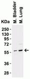 P21 (RAC1) Activated Kinase 2 antibody, NBP1-76720, Novus Biologicals, Western Blot image 