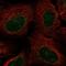 Cl2 antibody, NBP1-85091, Novus Biologicals, Immunocytochemistry image 